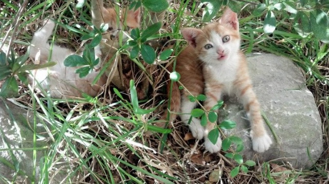 弑神者的微笑，塞维利亚如何用一堂希腊课，让库尔图瓦的时间魔法失效