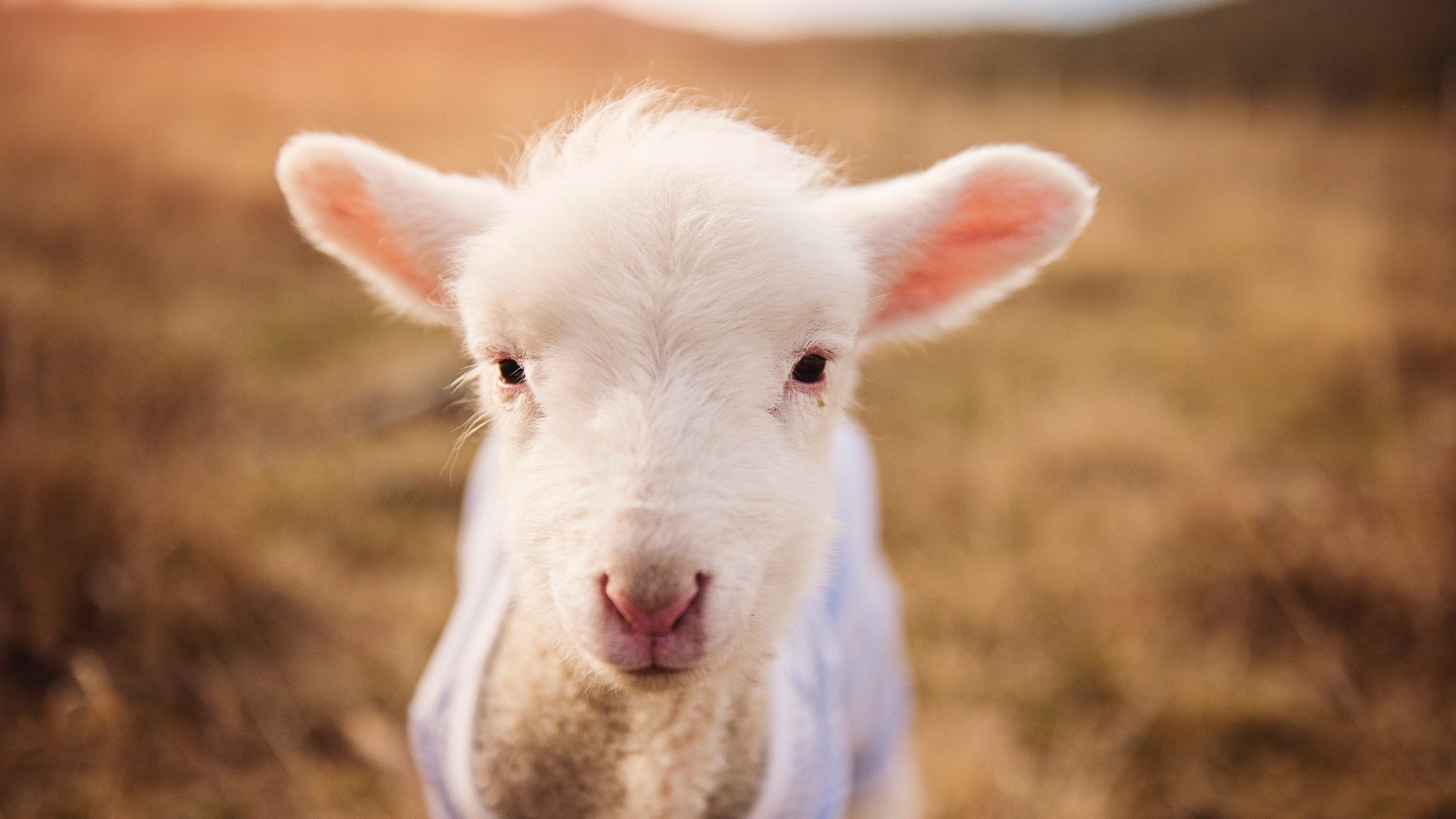 新王轰出窒息攻防！小贾伦一人轰垮猛龙，篮网掀起团队风暴提前终结悬念