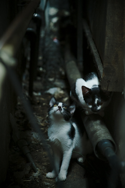 寒锋淬火,东决死战夜,那个被遗忘的名字成为破晓之刃