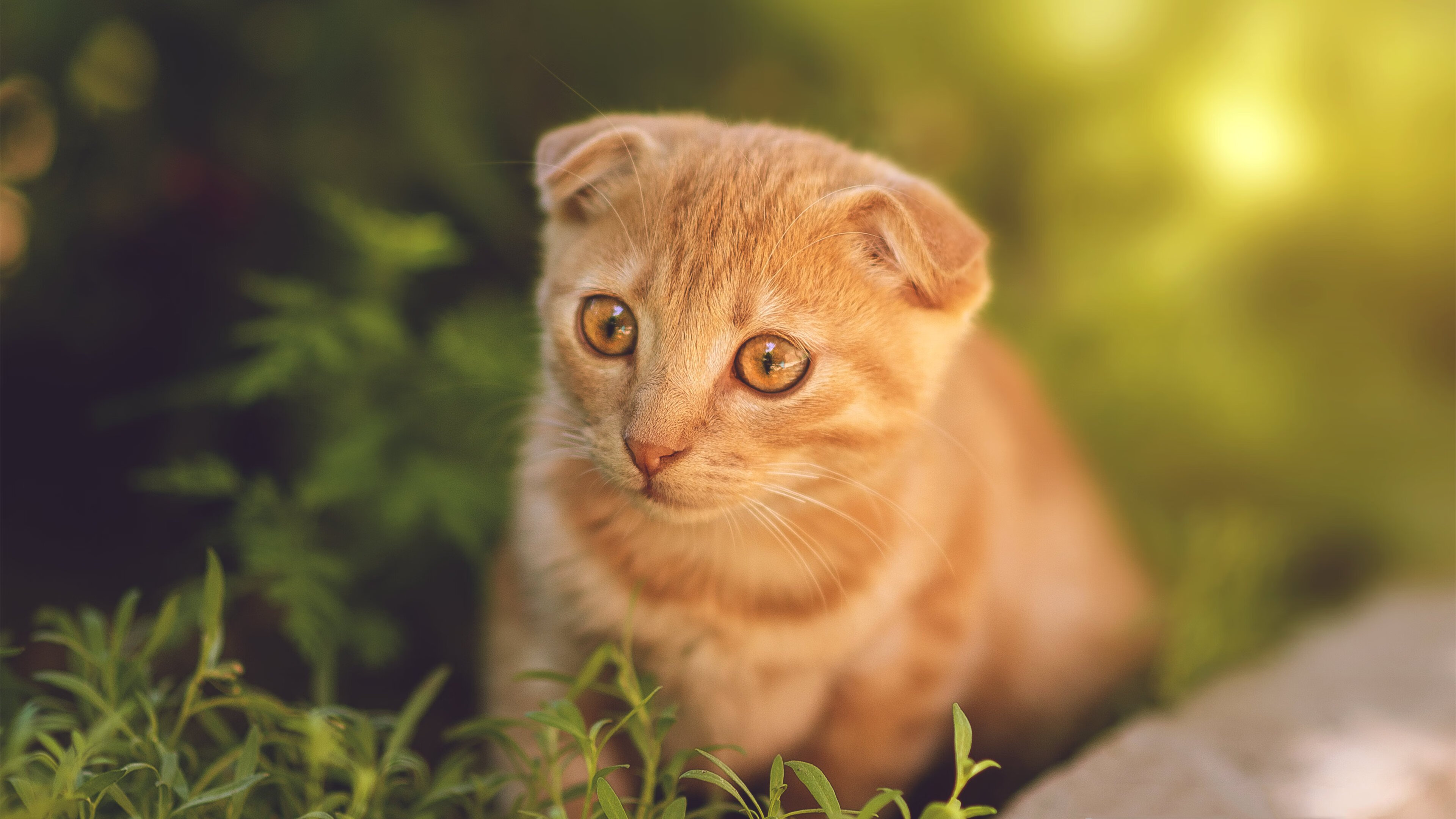 坚冰与火焰,德罗赞关键一击撕裂森林狼不败金身