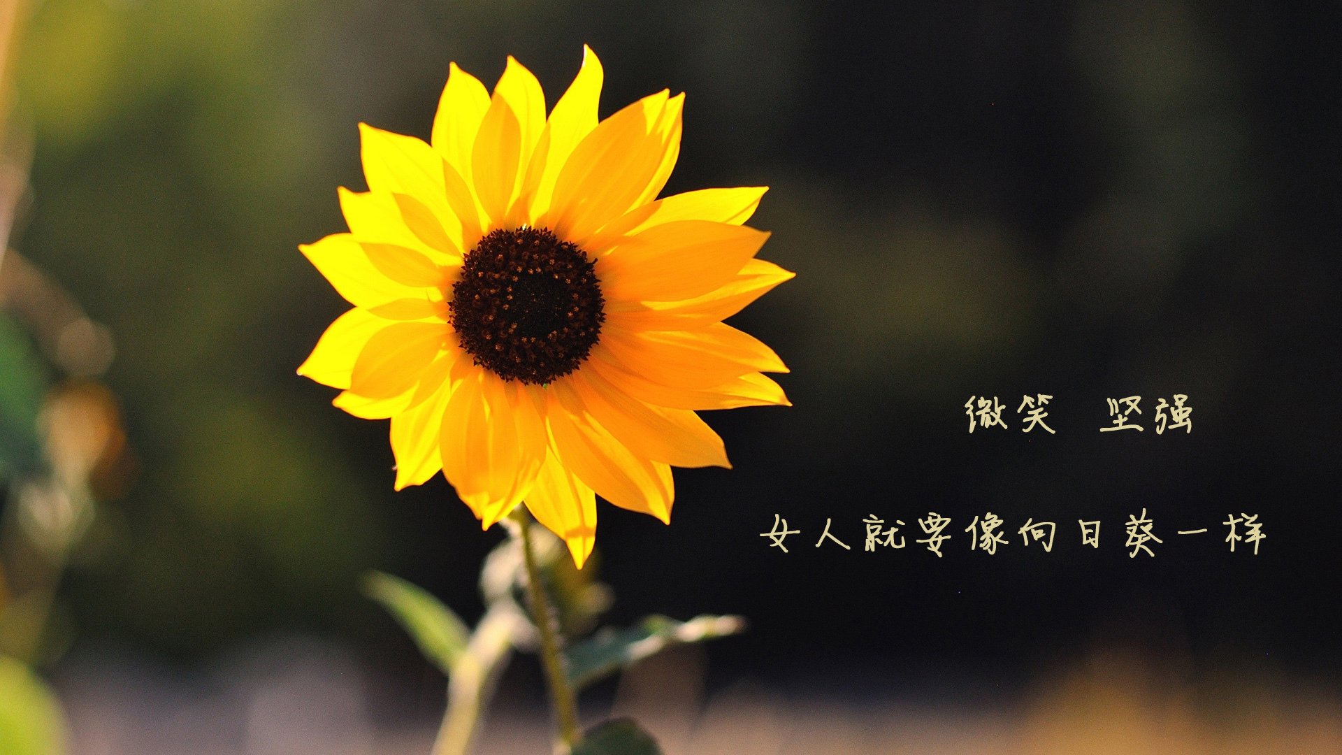 钢铁意志，从塞内加尔的安菲尔德奇迹到C罗的关键战基因