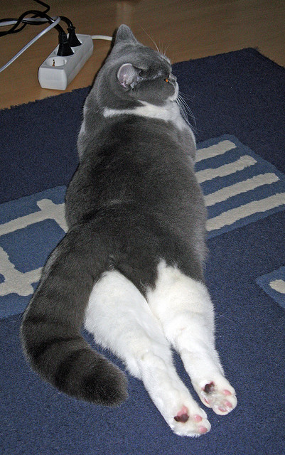 威尔士神话再现！拉亚神扑定乾坤，红龙踏平太极虎