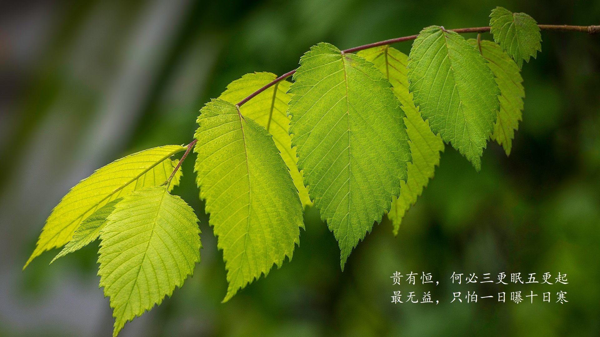 唯一的天才,迪亚斯如何用一场孤本战术,为2026世界杯D组写下不可复制的智利史诗